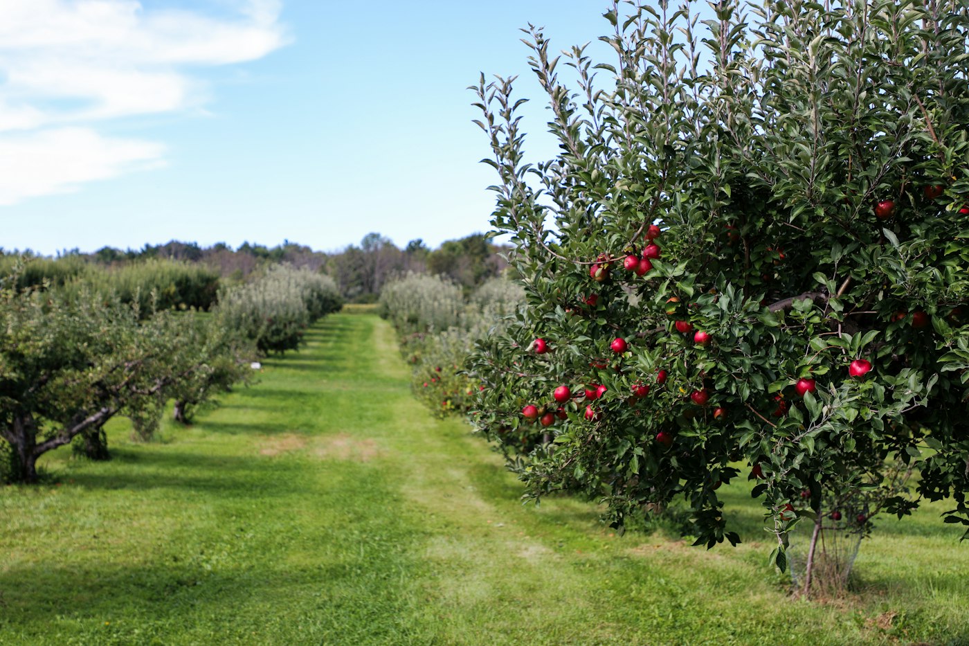 Apple orchard rows with red fruit