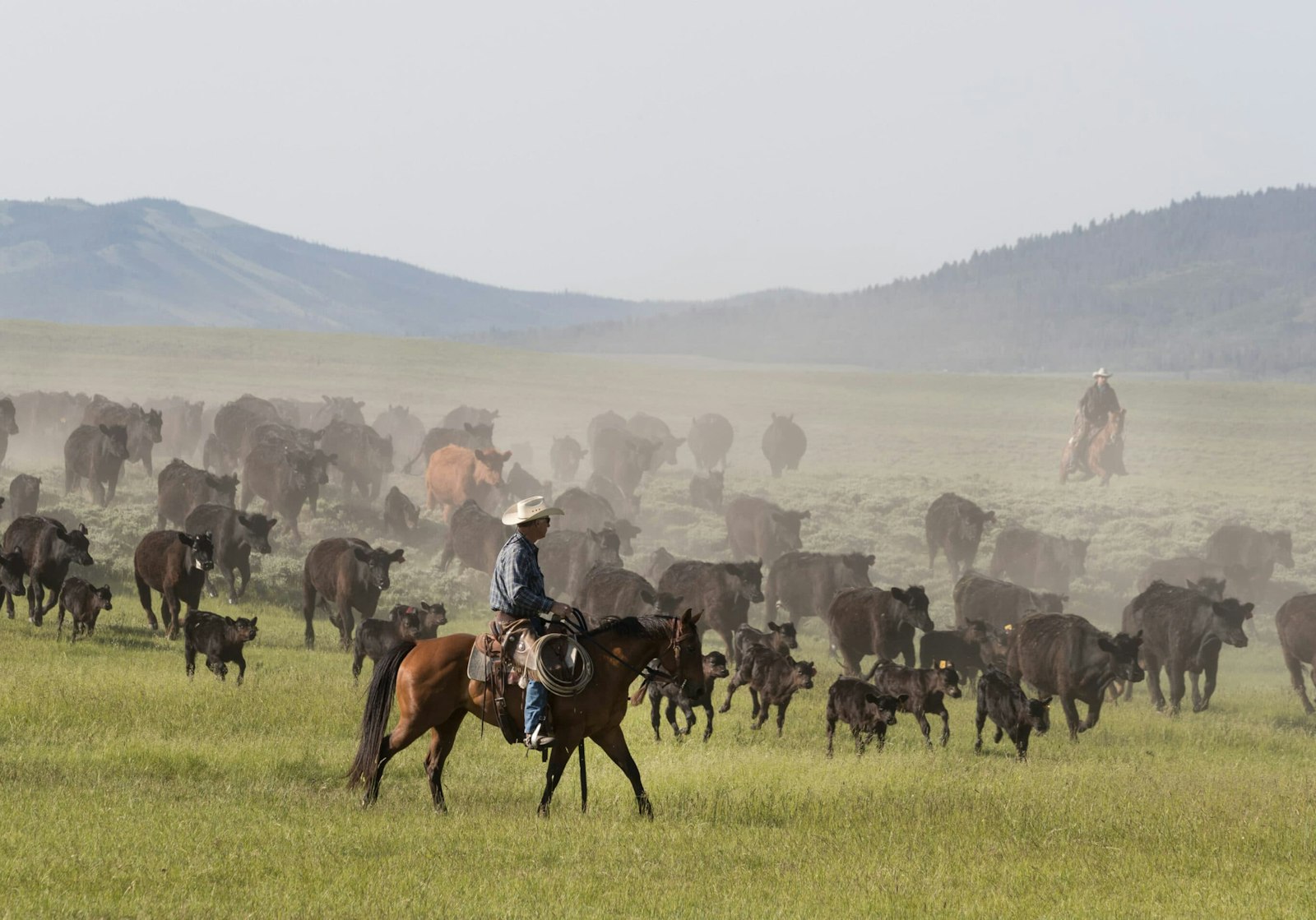 Cattle being moved across open range by riders on horseback