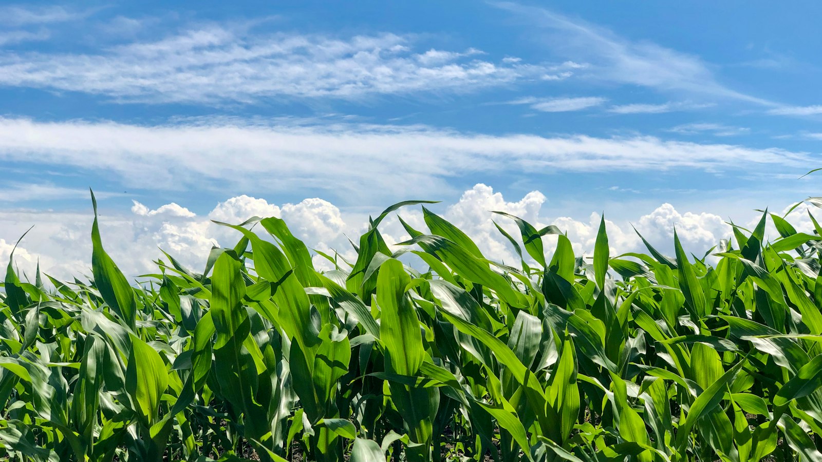 Rows of green corn under a blue sky
