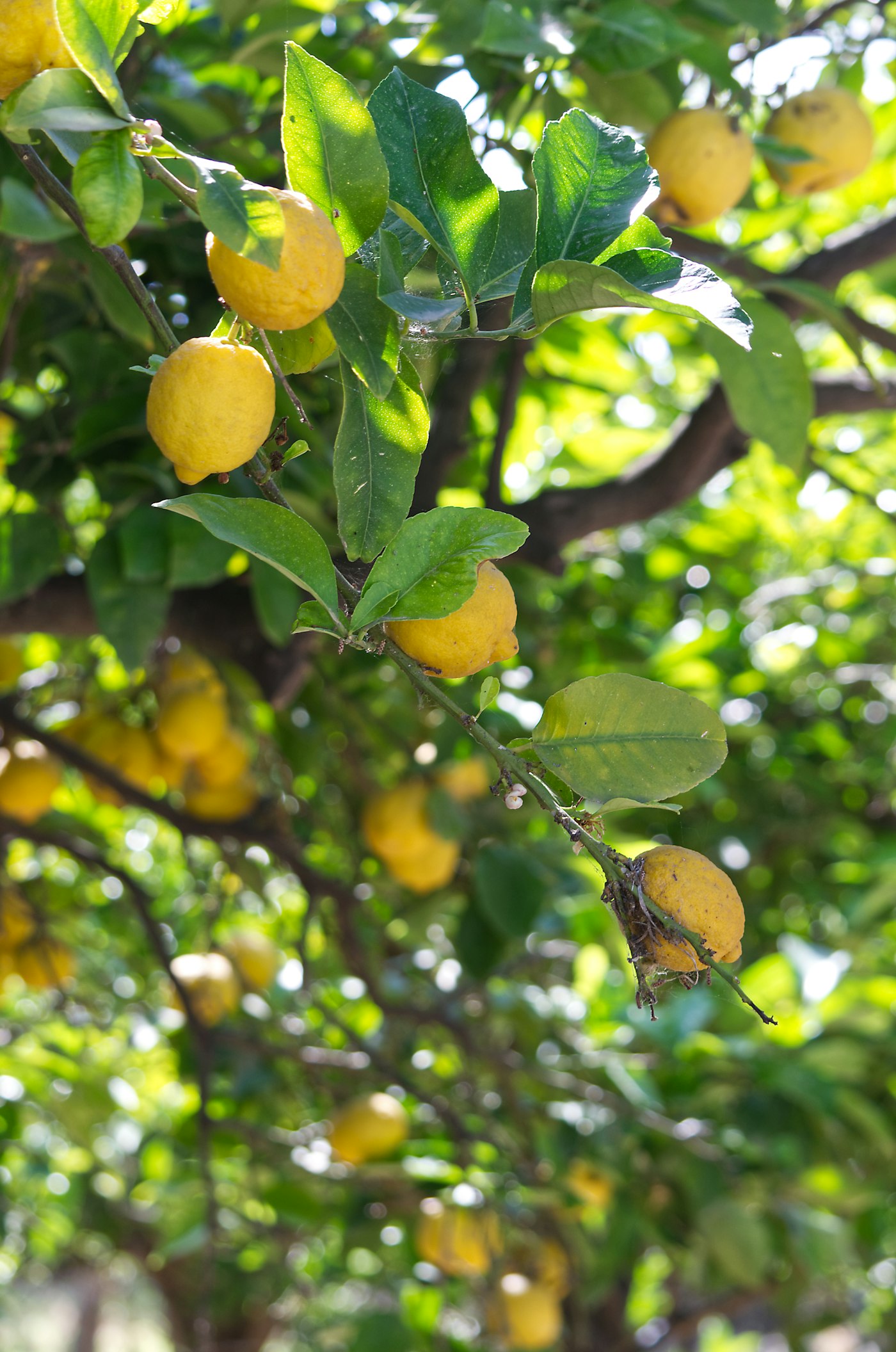 Ripe lemons on the tree