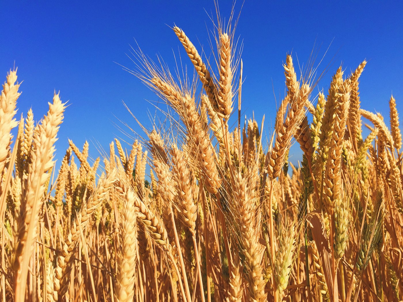 Ripe wheat heads against a blue sky